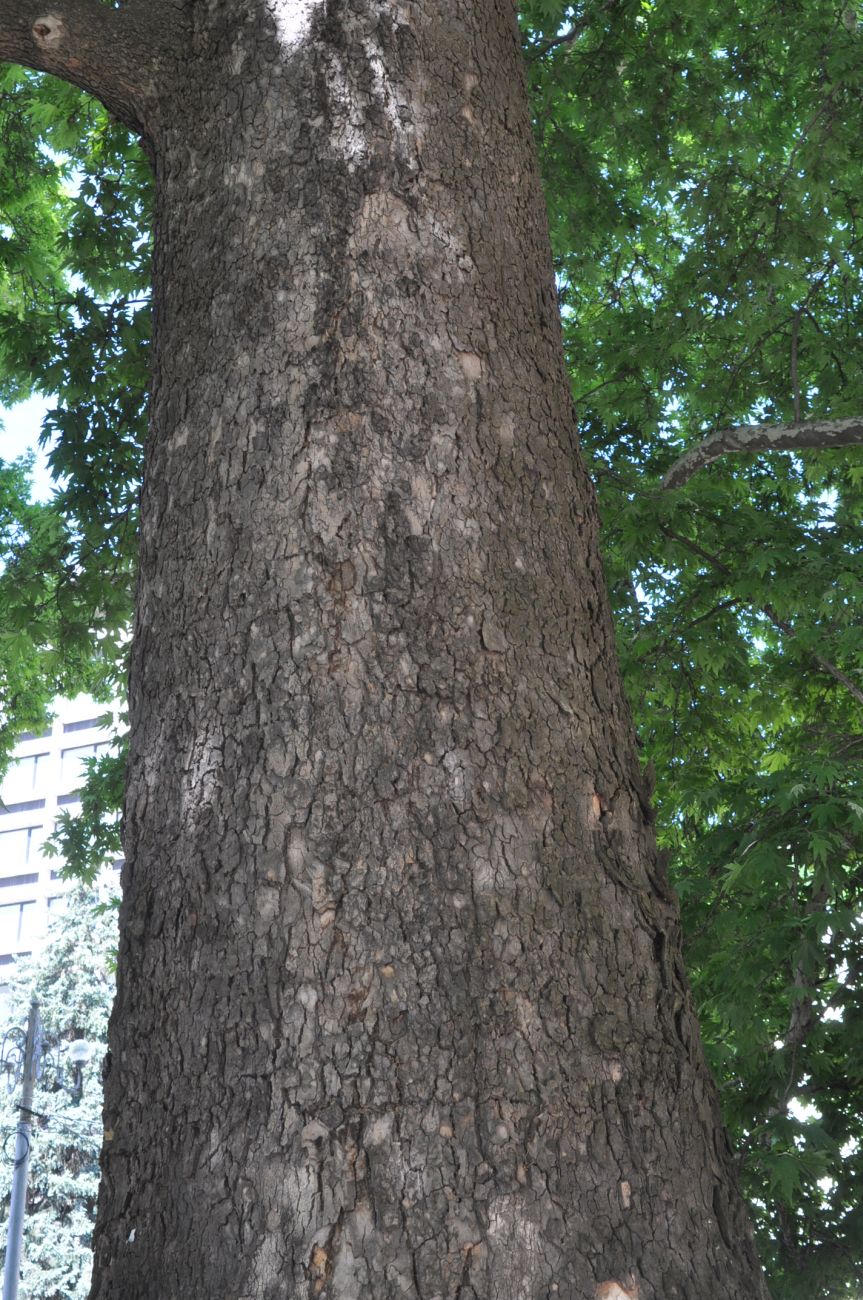 Image of Platanus orientalis specimen.