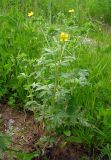 Potentilla intermedia