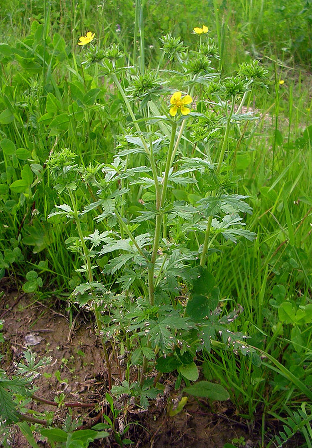 Image of Potentilla intermedia specimen.