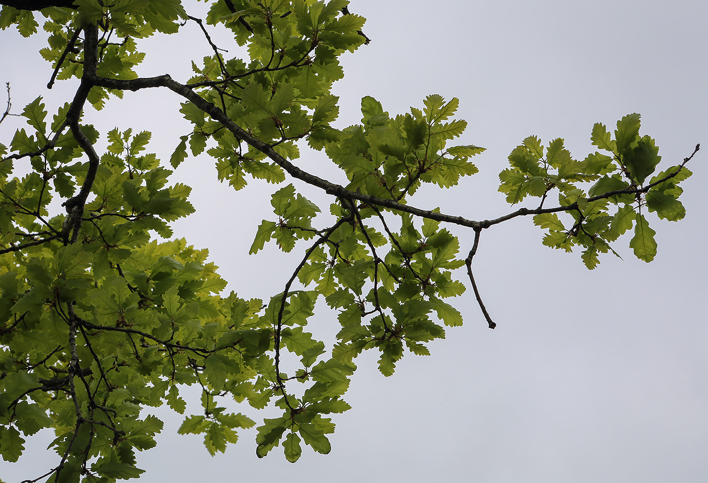 Image of Quercus iberica specimen.