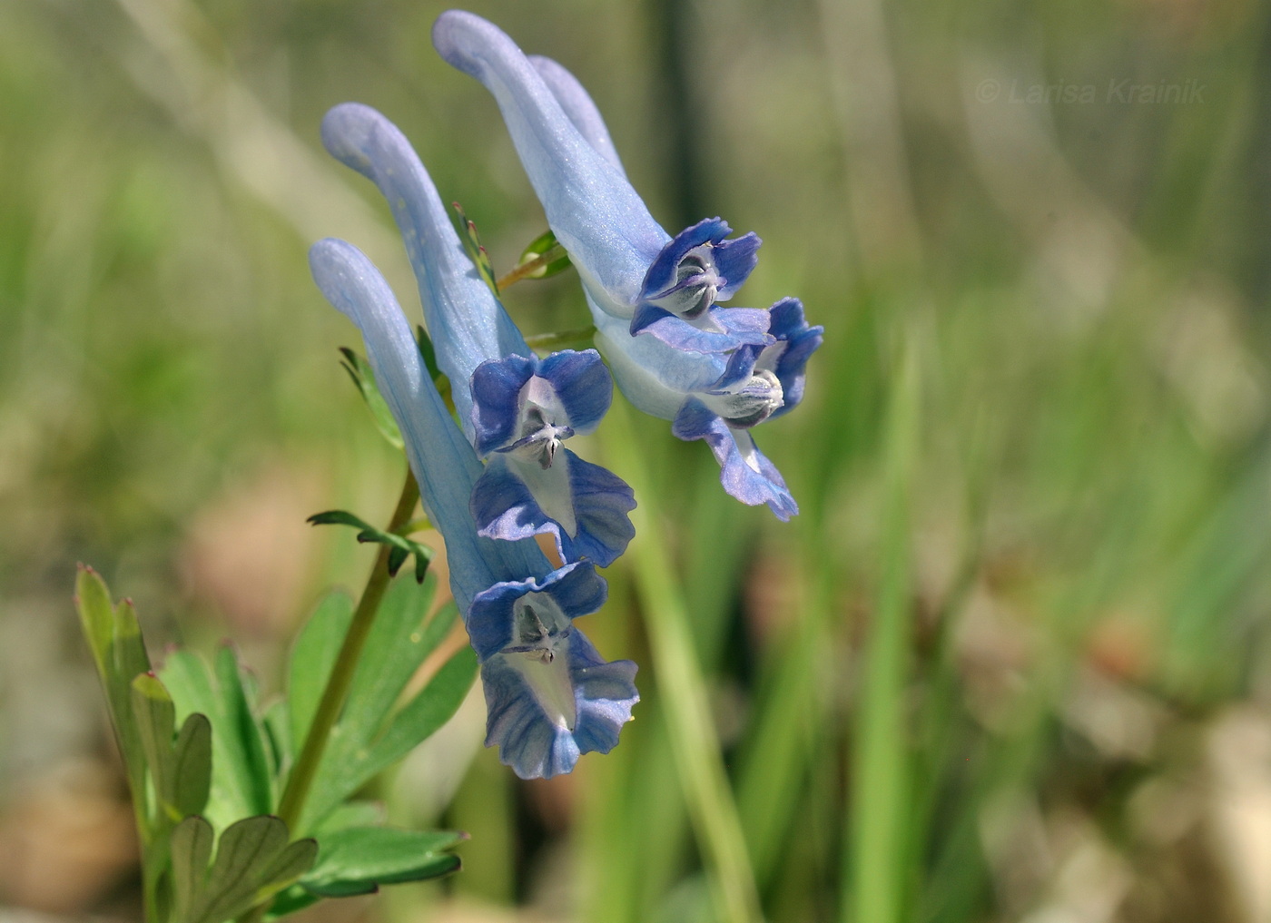 Image of genus Corydalis specimen.