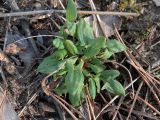 Rumex acetosella