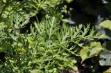 Cnidium dauricum