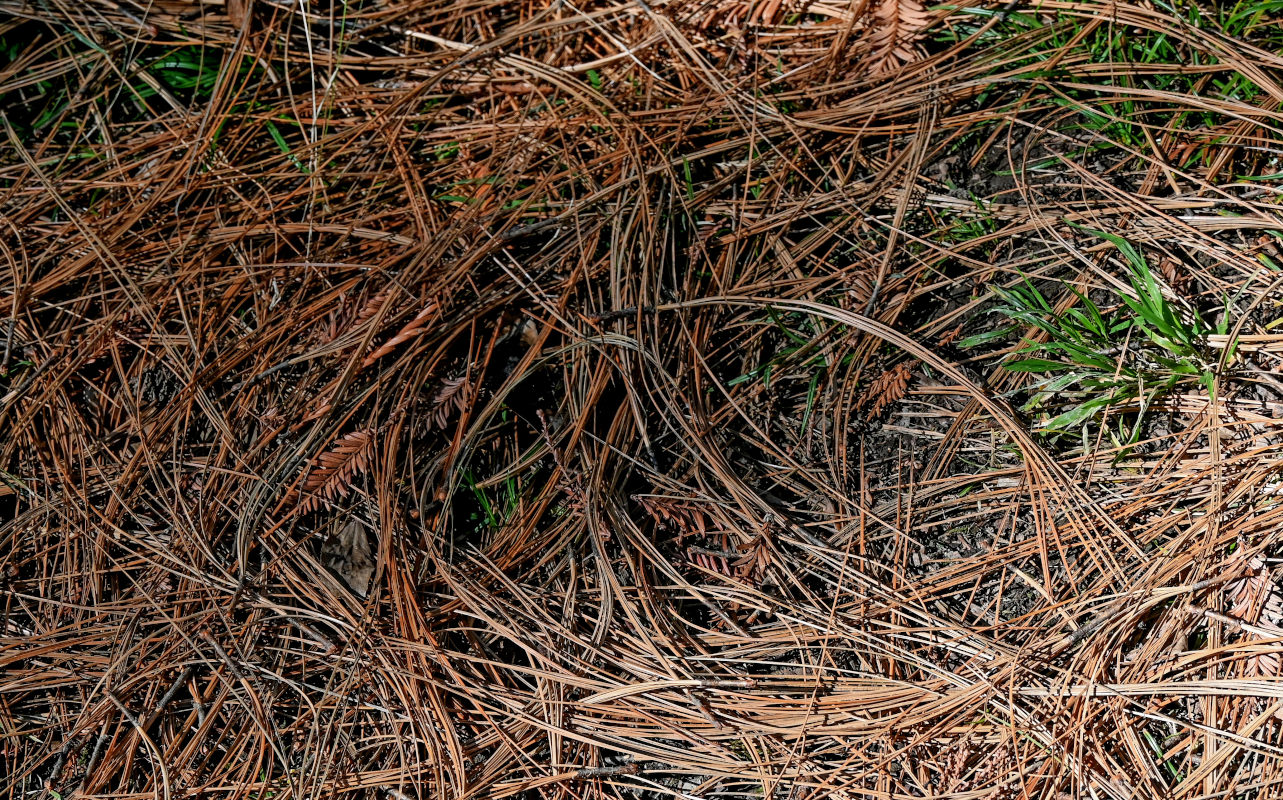 Image of Pinus palustris specimen.