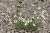 Tripleurospermum caucasicum