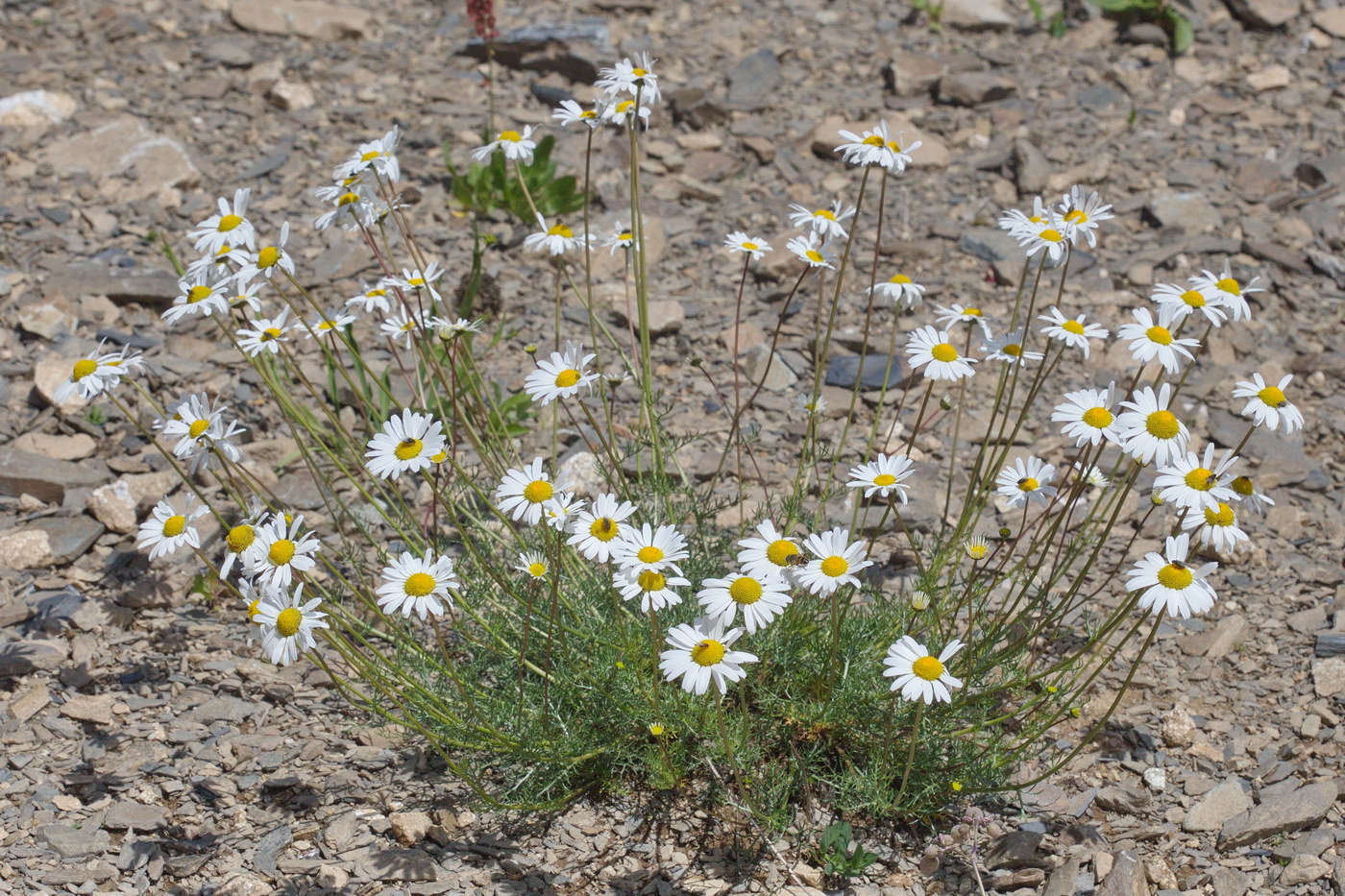 Изображение особи Tripleurospermum caucasicum.