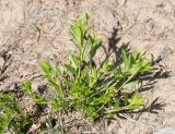 Genista tinctoria