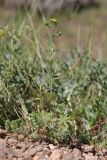 Potentilla argentea