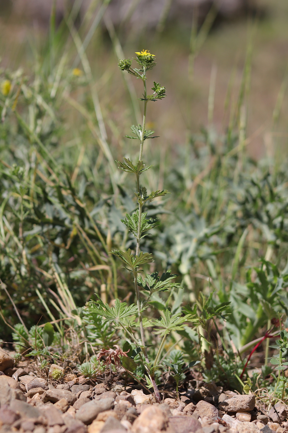 Image of Potentilla argentea specimen.