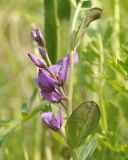 Polygala japonica