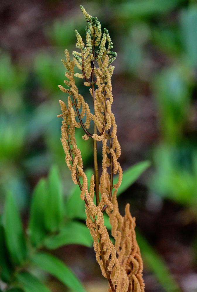 Image of Osmunda japonica specimen.