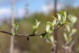 Salix caprea. Верхушка молодого побега. Мурманск, Октябрьский р-н, окр. оз. Малое, смешанный лес. 03.06.2025.