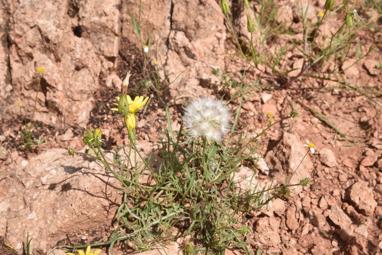 Image of Scorzonera meyeri specimen.