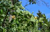 Liriodendron tulipifera