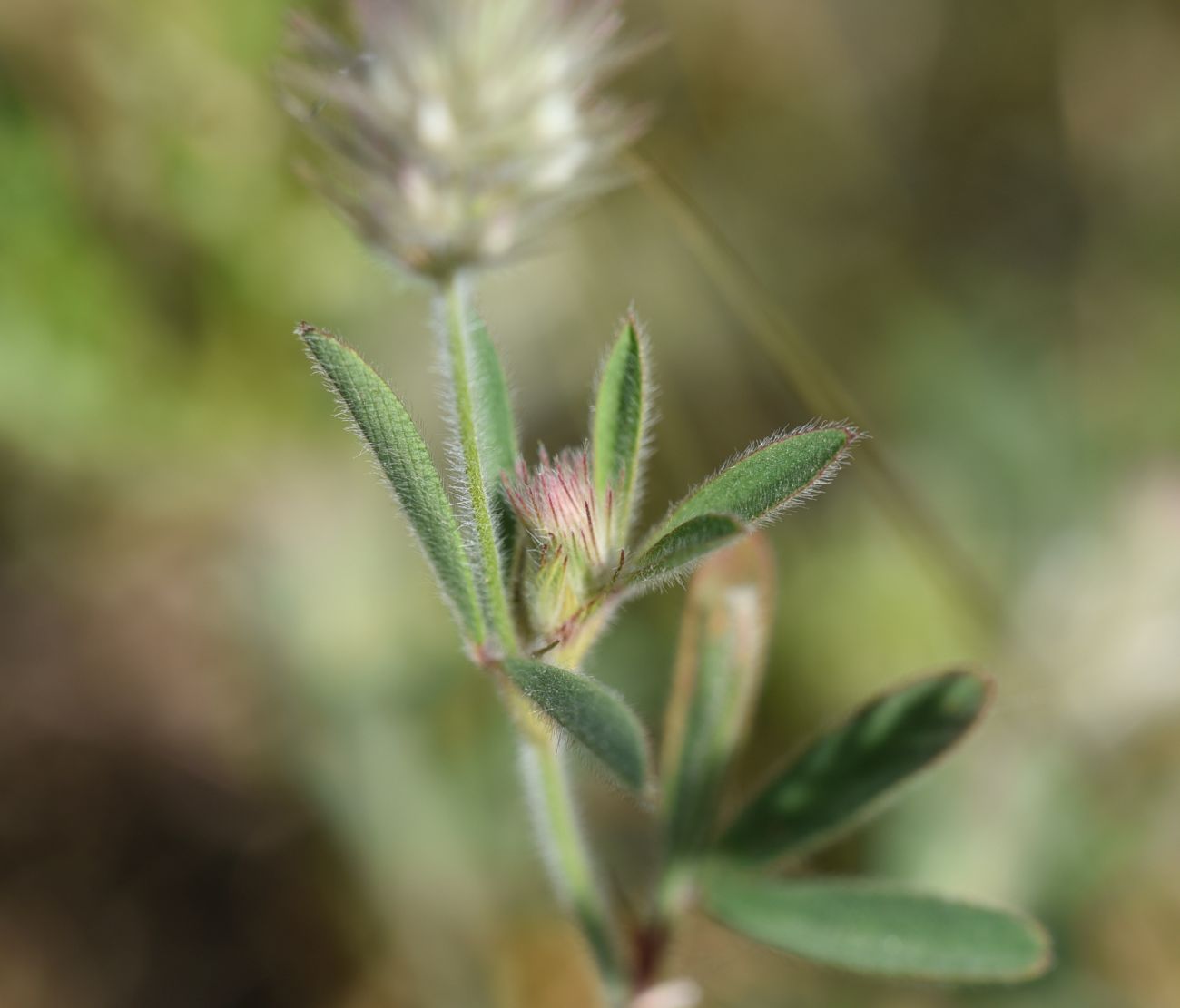 Image of Trifolium arvense specimen.
