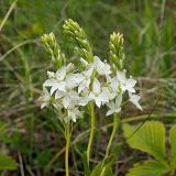 Veronica prostrata. Соцветия с неокрашенными венчиками. Ульяновская обл., Мелекесский р-н, окр. пос. Вишенка, спуск в дол. р. Бирля, луговая степь. 18.05.2024.