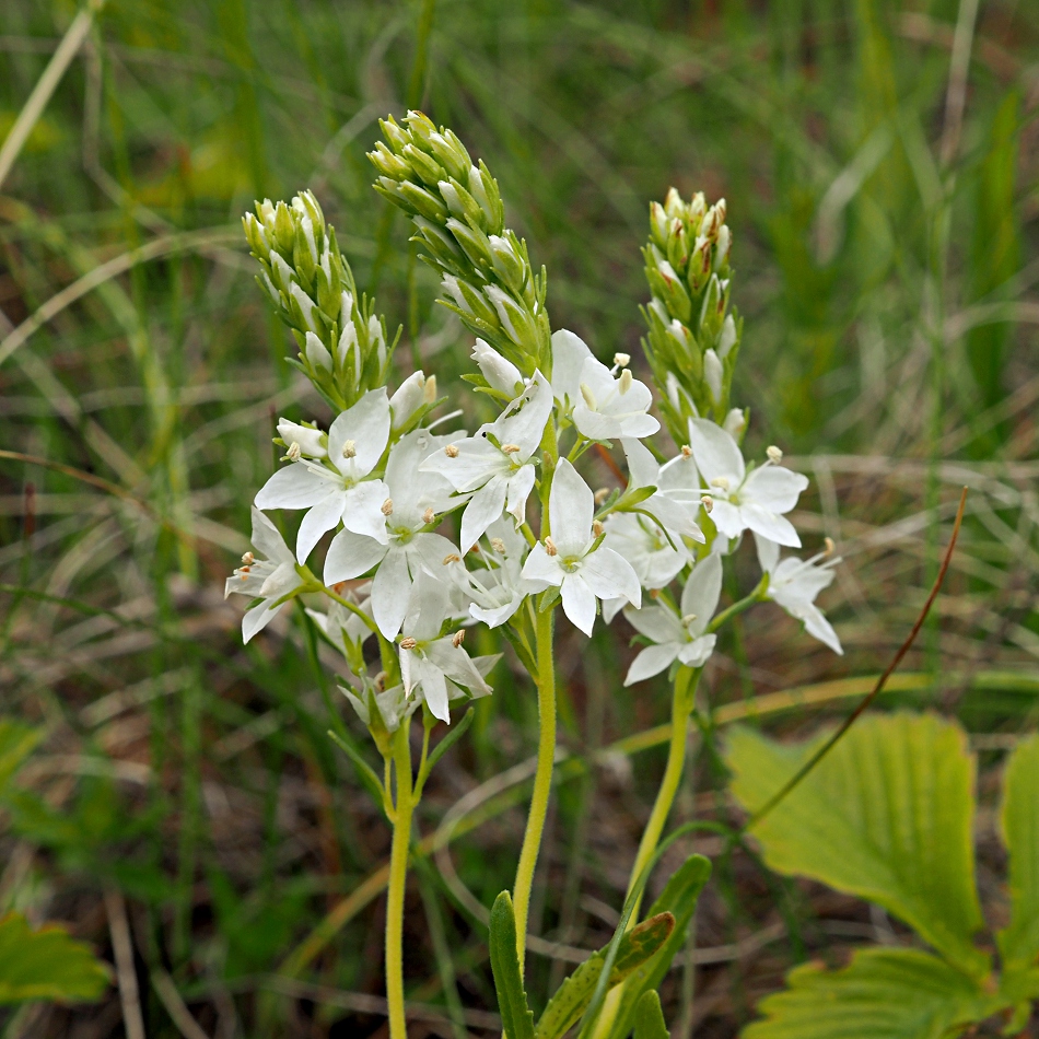 Image of Veronica prostrata specimen.