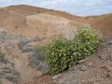 Anabasis truncata. Плодоносящее растение. Казахстан, Жетысуская обл., Панфиловский р-н, отроги Джунгарского Алатау, горы Долонтау, переполненные гипсом пестроцветы. 19 сентября 2025 г.