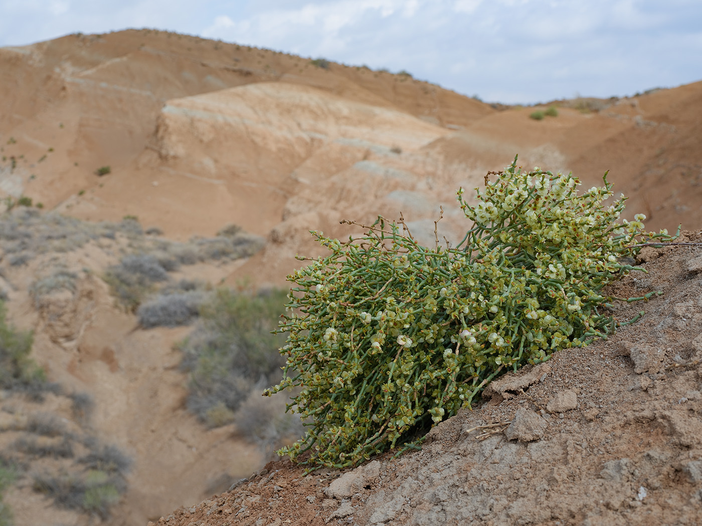 Image of Anabasis truncata specimen.