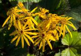 Ligularia dentata. Соцветия. Пермь, Ленинский р-н, набережная Камы. 1 сентября 2024 г.