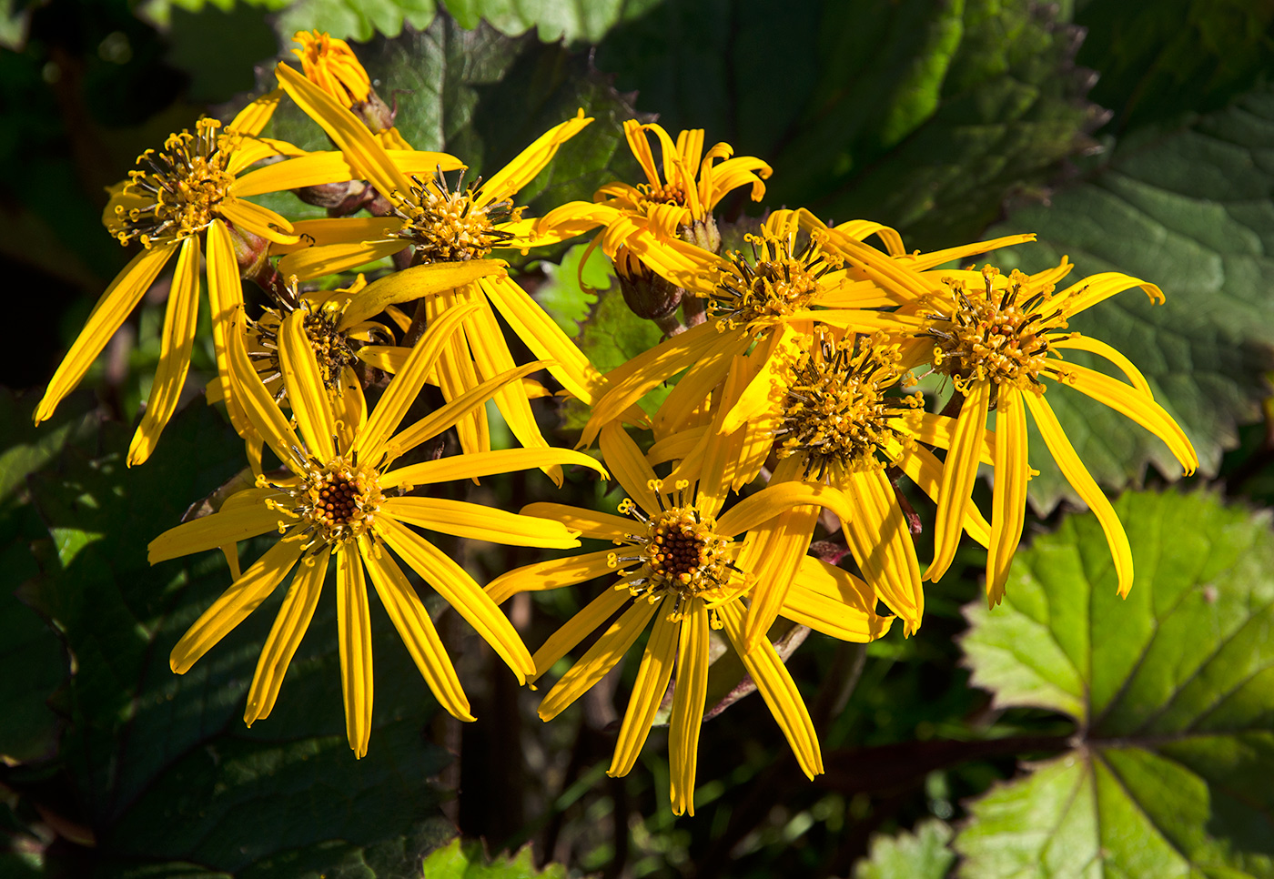 Image of Ligularia dentata specimen.