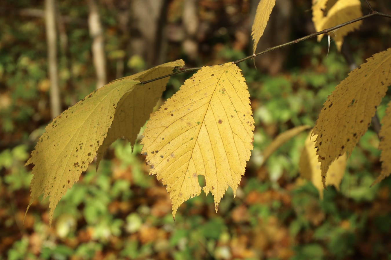 Image of Corylus avellana specimen.