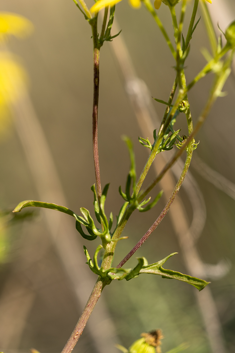 Image of Senecio erucifolius specimen.