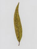 Salix euxina