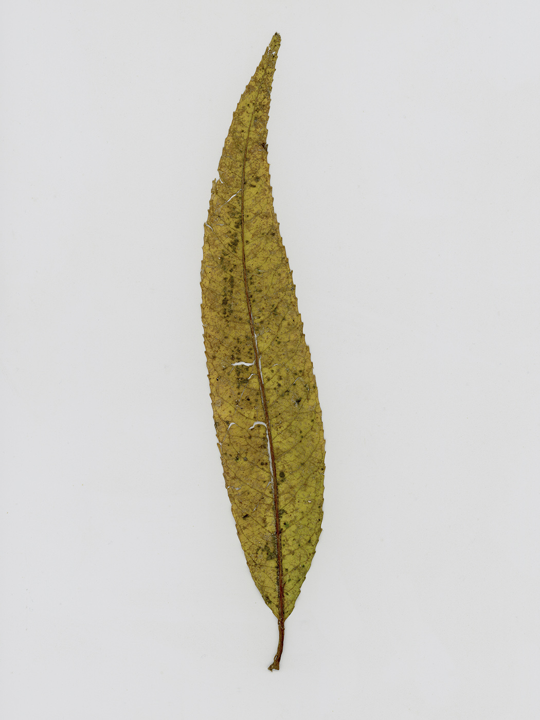 Изображение особи Salix euxina.