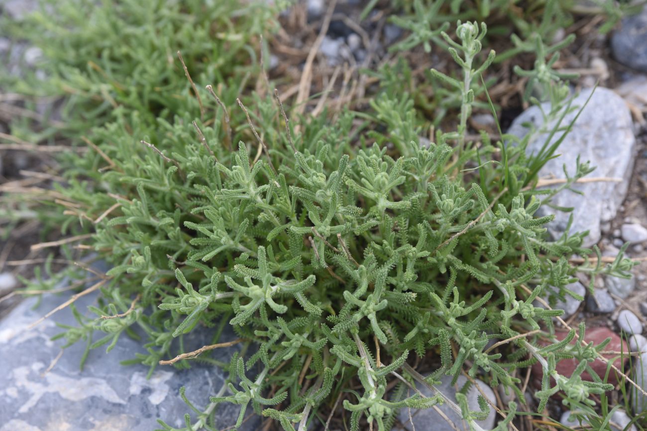 Изображение особи род Achillea.
