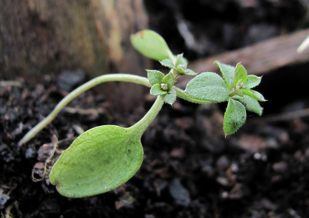 Image of Galium spurium specimen.