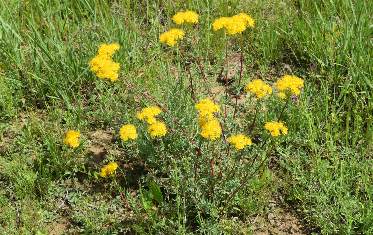 Image of Hypericum scabrum specimen.