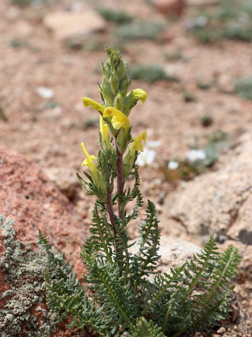 Изображение особи Pedicularis talassica.