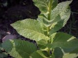Verbascum phlomoides. Средняя часть побега. Абхазия, Гудаутский р-н, окр. с. Лдзаа, разнотравный луг. 12.06.2025.