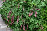 Dicentra spectabilis. Побеги с соцветиями. Китай, пров. Ганьсу, хр. Циляньшань, дол. Матисы, ≈ 2600 м н.у.м., в культуре. 05.06.2025.