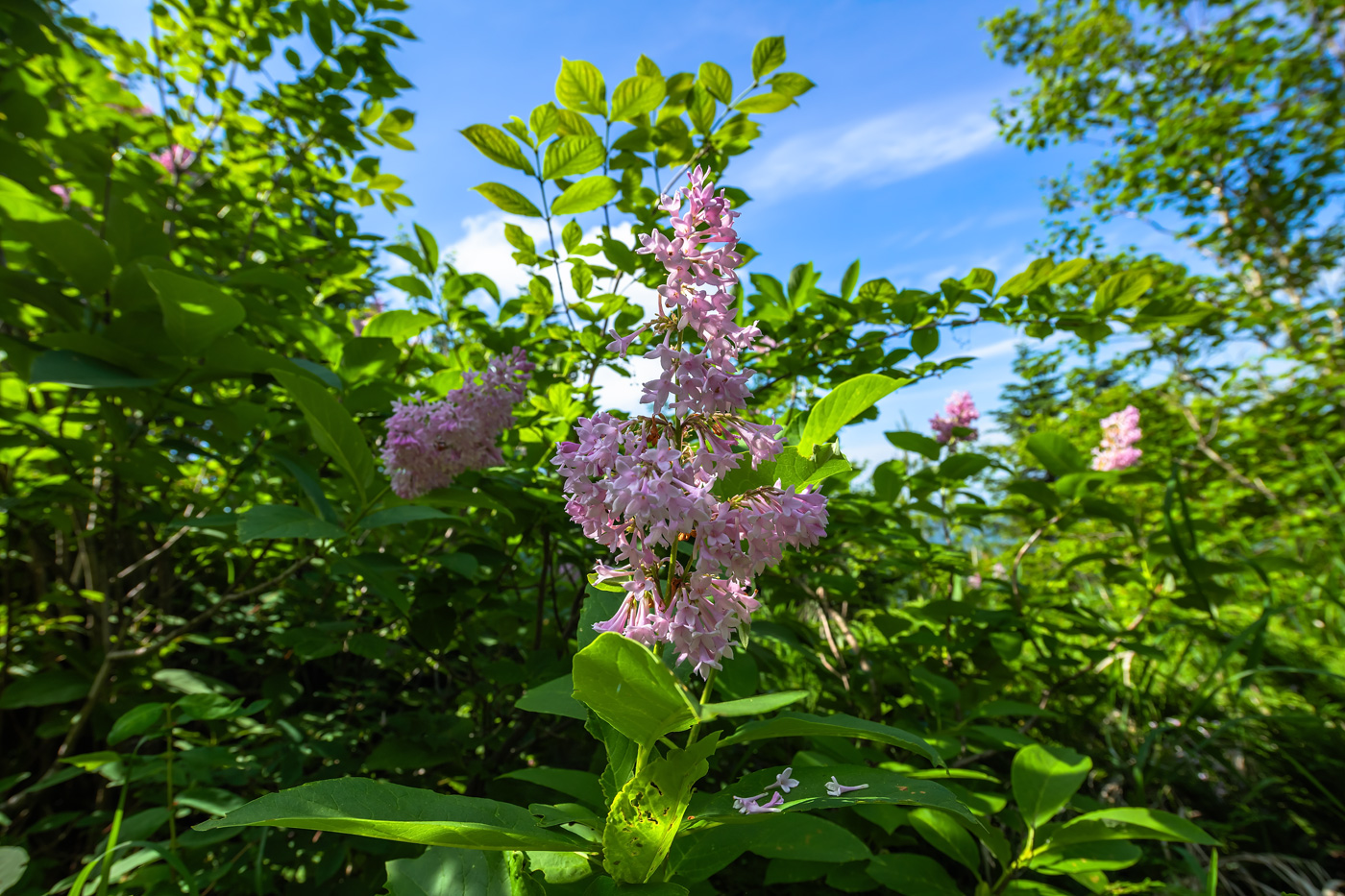 Изображение особи Syringa wolfii.
