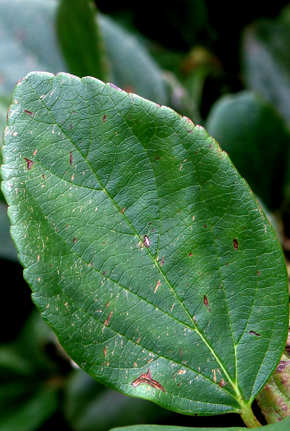 Image of Viburnum suspensum specimen.