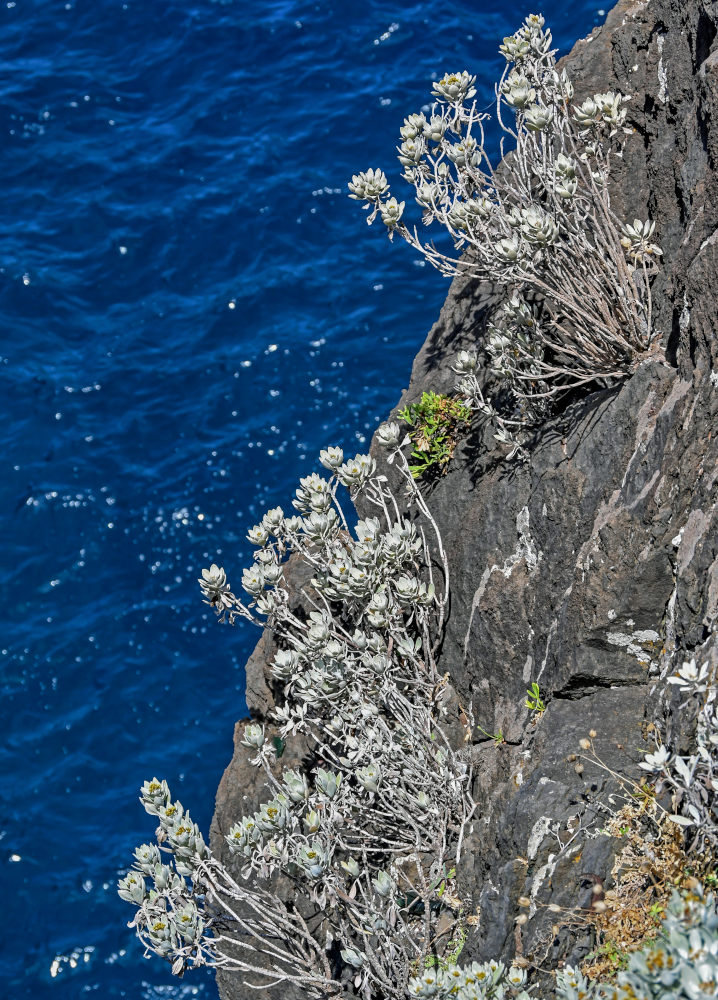 Image of Helichrysum obconicum specimen.