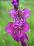 Gladiolus imbricatus. Цветки. Крым, Байдарская долина, окр. с. Тыловое. 05.06.2010.