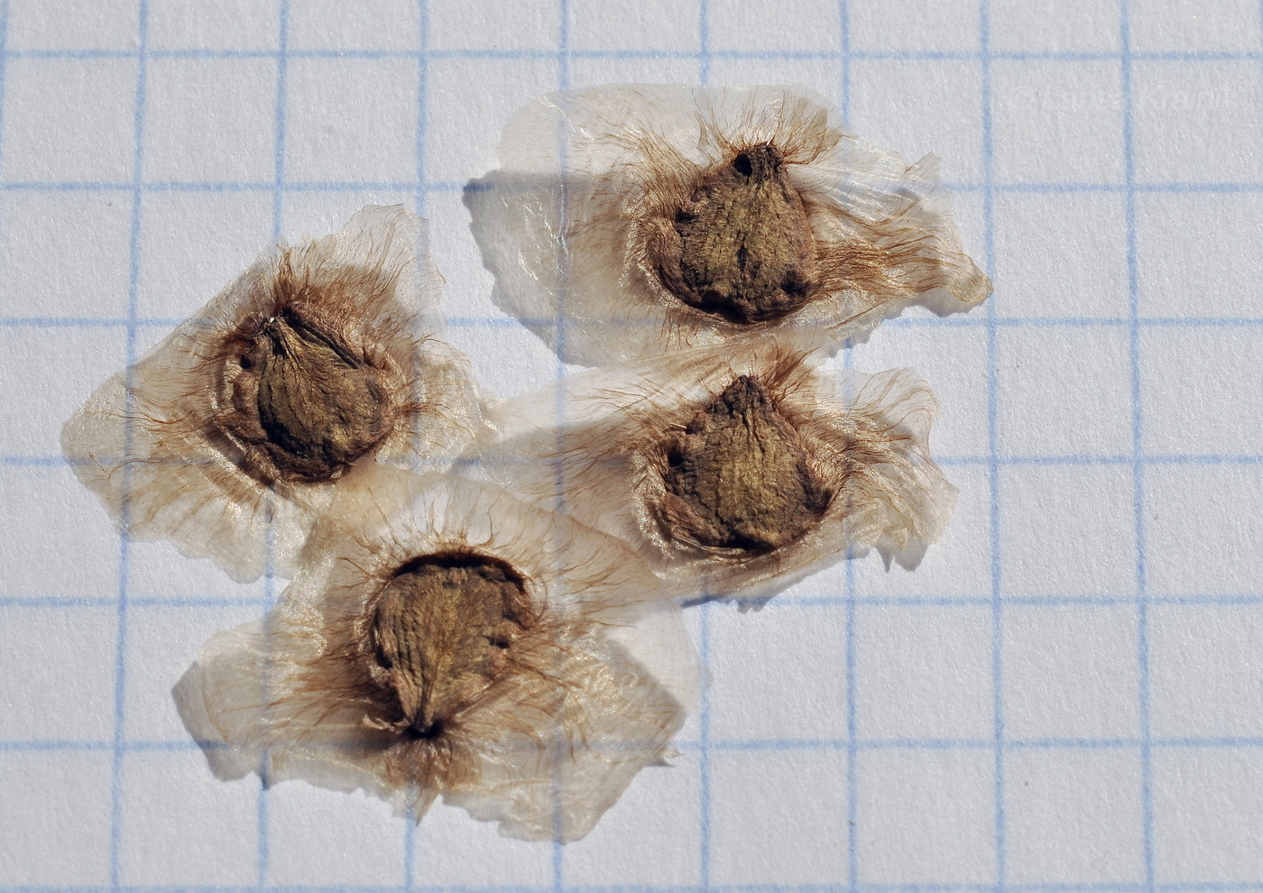 Image of Jacaranda mimosifolia specimen.