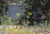 Euphorbia cyparissias. Цветущие растения. Испания, Каталония, пров. Барселона, комарка Осона, муниципалитет Виланова-де-Сау, водохранилище Сау, залесенный склон сев. экспозиции, обочина дороги. 14.04.2026.