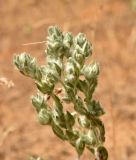 Filago arvensis