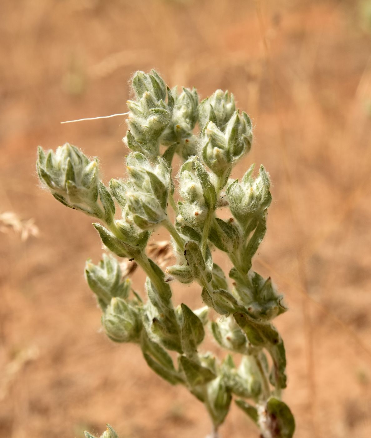 Image of Filago arvensis specimen.
