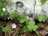 Oxalis acetosella. Цветущее растение. Хабаровский край, окр. г. Комсомольск-на-Амуре, лиственный лес. 24.05.2026.