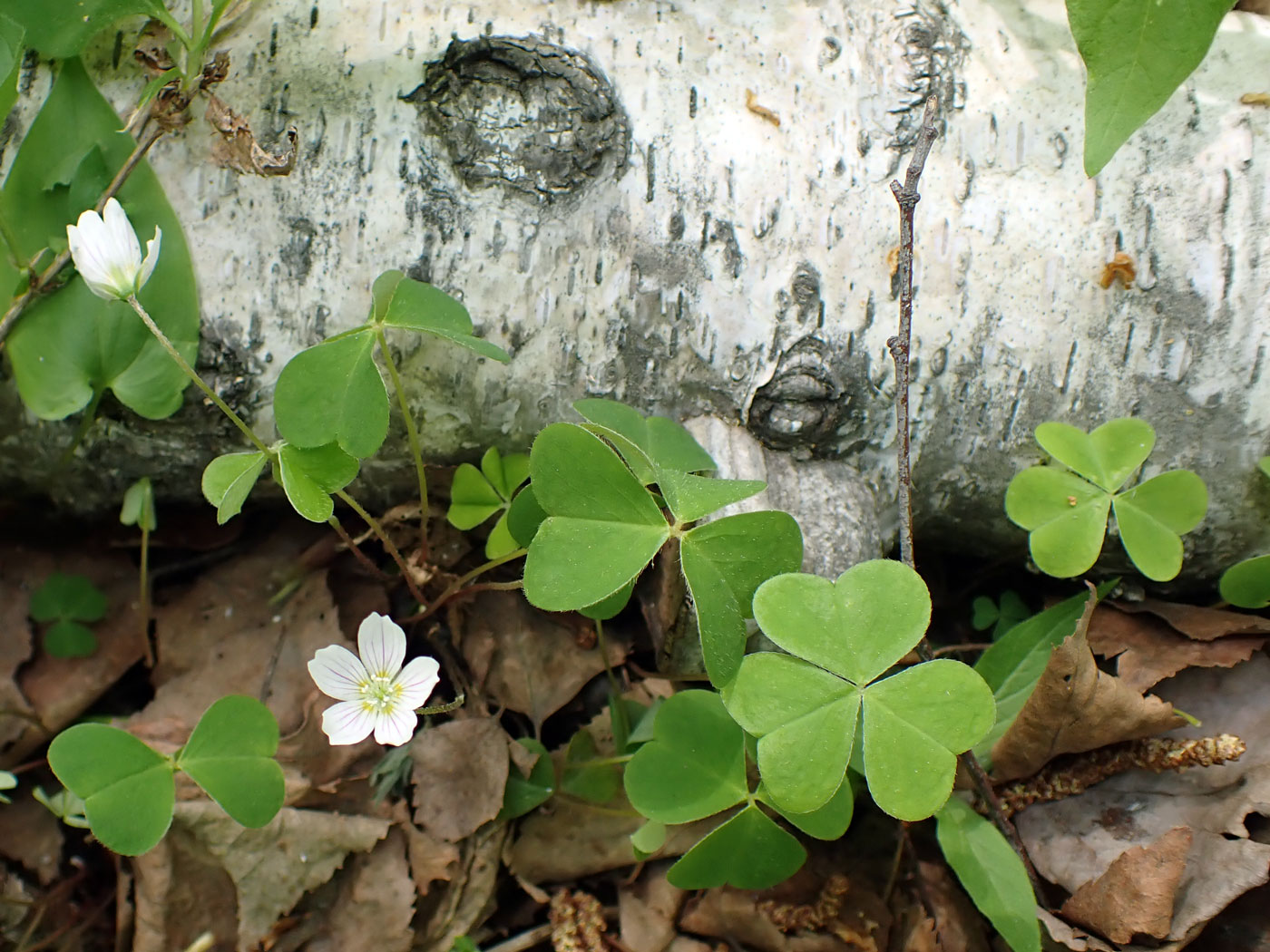 Изображение особи Oxalis acetosella.
