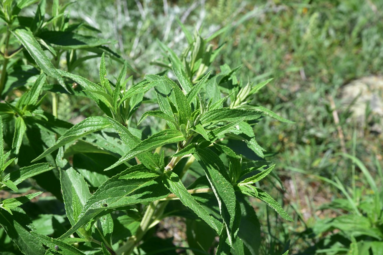 Image of Phlomis pungens specimen.