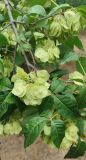 Ptelea trifoliata. Часть ветви с соплодиями с незрелыми плодами. Ростовская обл., окр. с. Приморка, лесополоса. 23.07.2026.