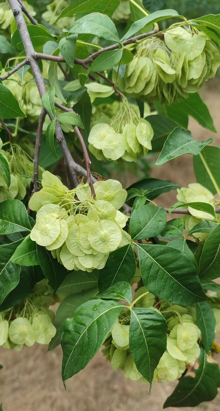 Image of Ptelea trifoliata specimen.