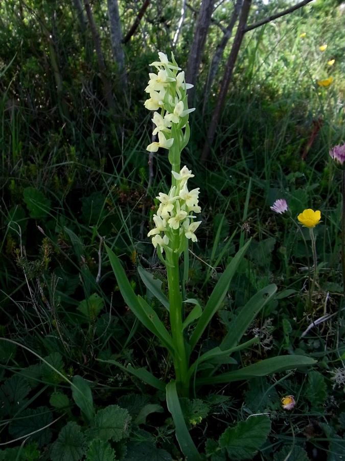 Изображение особи Dactylorhiza insularis.