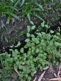Lapsana communis
